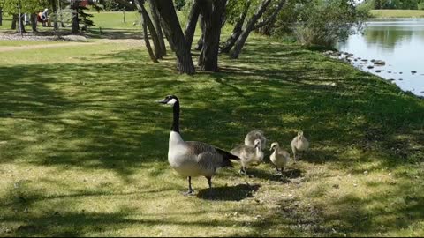 Duck and baby move in the lon The