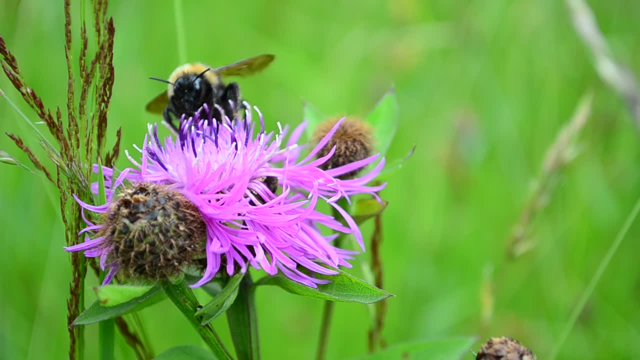 Bee perched on a purple flower in nature