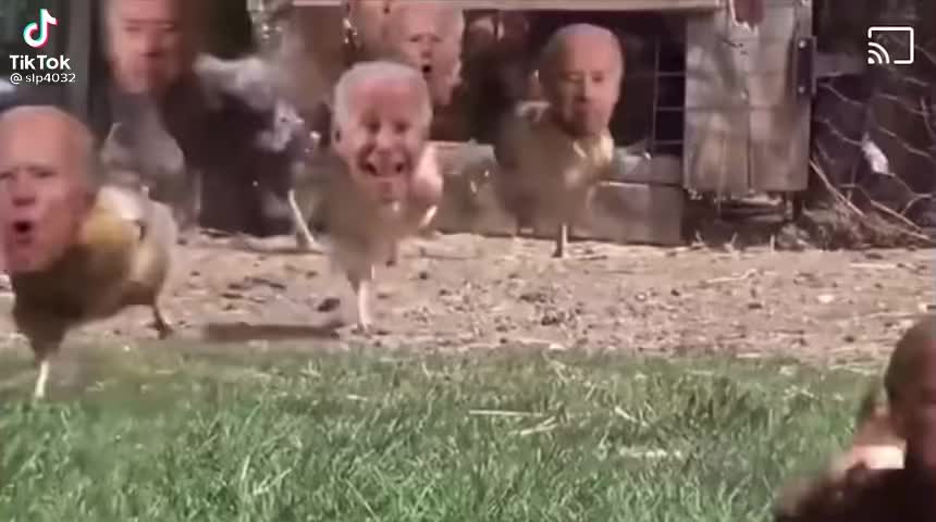 Strange looking chickens