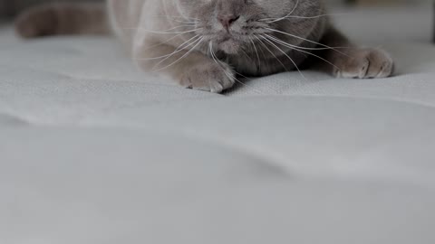 A Playful Cat Looking Around