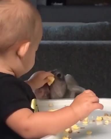 Baby feeding "vicious" pit bull