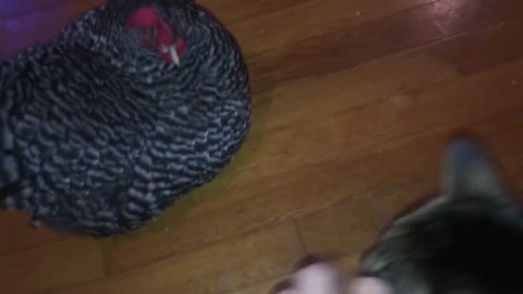 Chicken And Cat Talk To Each Other