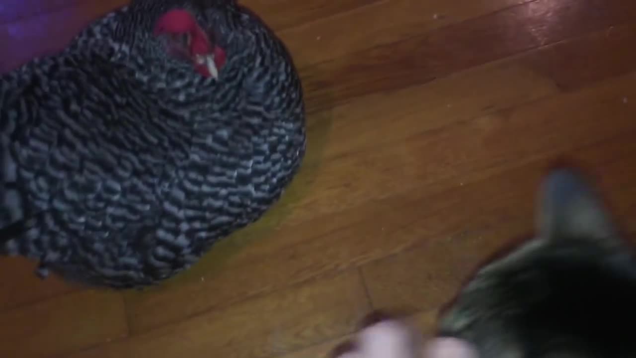 Chicken And Cat Talk To Each Other