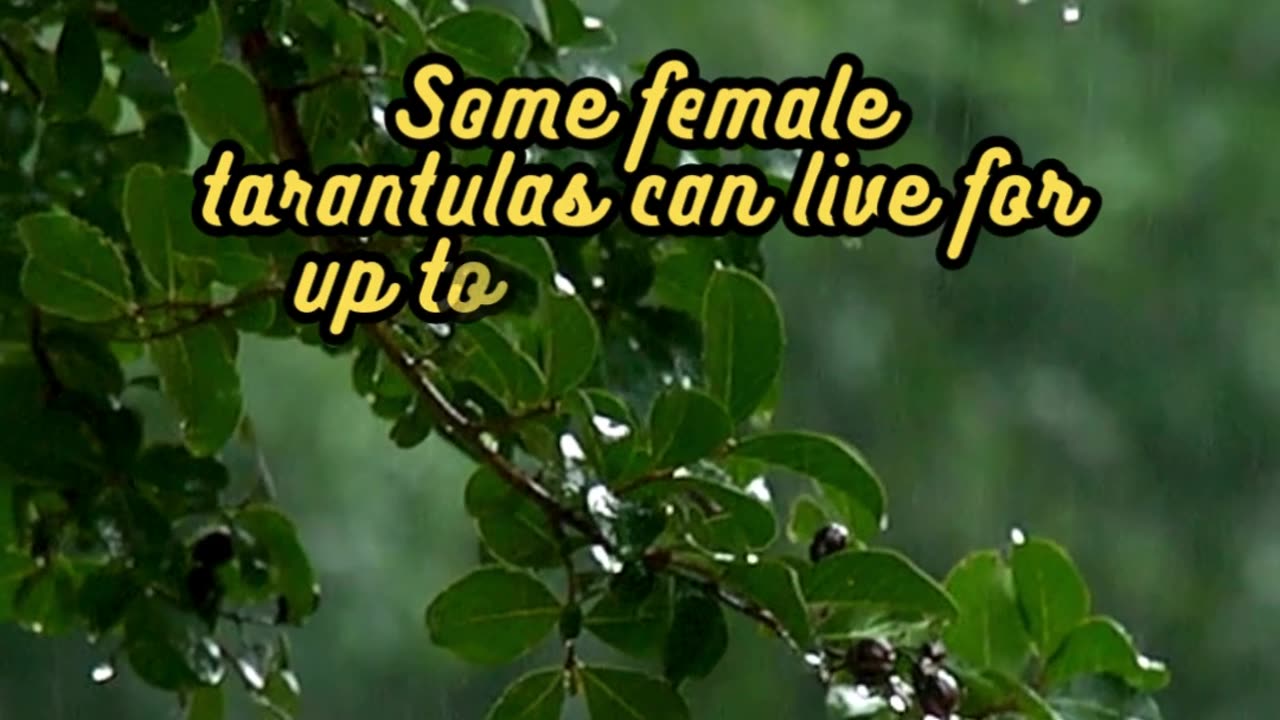 Animal Facts Tarantulas #shorts