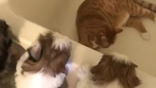 Shih Tzu puppies try to befriend kitty cat