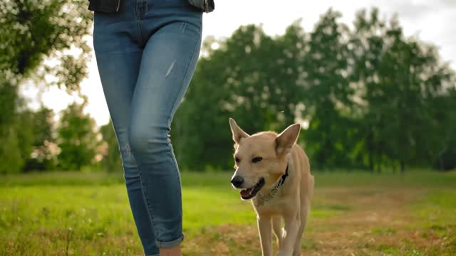 An obedient dog without a leash walking along a path in a park next to a woman in the park