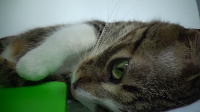 Funny Kitten Sleeps on a Tray and Sneezes