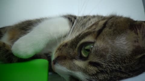 Funny Kitten Sleeps on a Tray and Sneezes