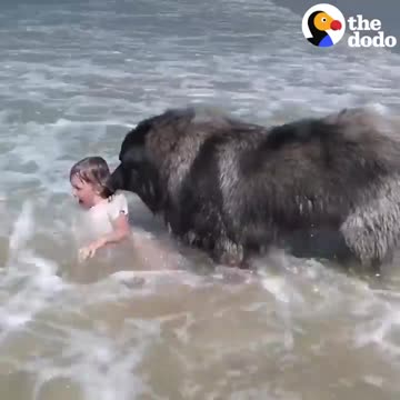 Dog 'Saves' His Little Girl From The Ocean _ The Dodo