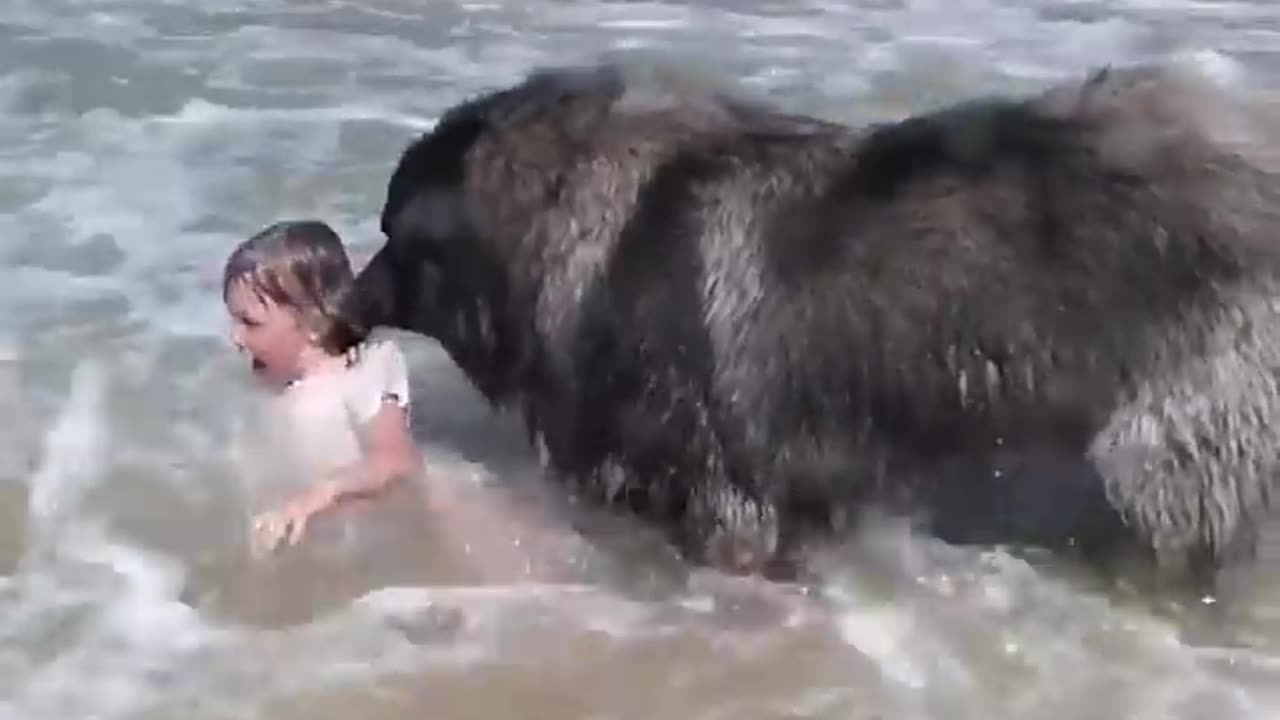 Dog 'Saves' His Little Girl From The Ocean _ The Dodo