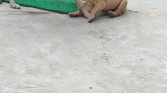 A puppy playing whith his mom