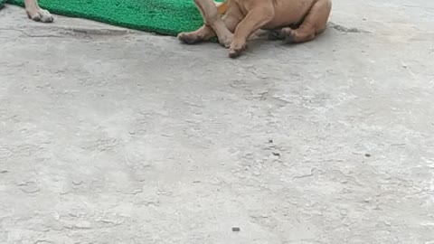 A puppy playing whith his mom