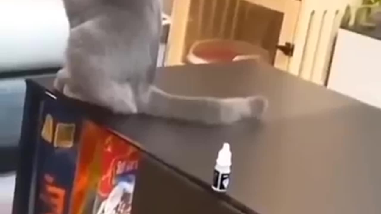 Funny cat videos