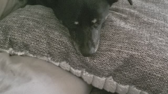 Genesis 24 Rebekah at the well