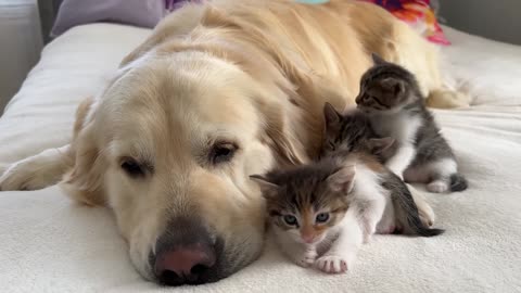 How the Golden Retriever and New Tiny Kittens Became Best Friends [Cutest Compilation]