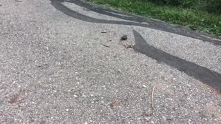 Baby Snapping Turtle's First Steps