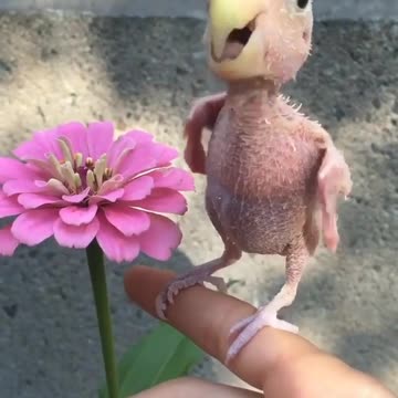 Rhea the rescued bird! 🐥