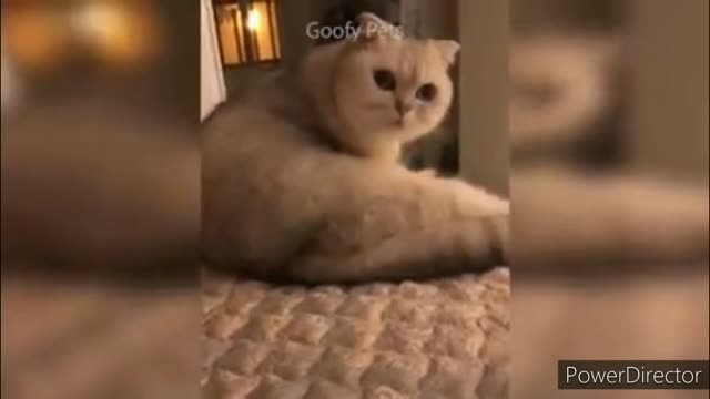 Funniest cats video 2022