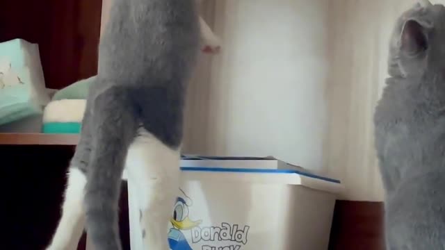 Your Lovely Cat 😻 Make you feel Happy