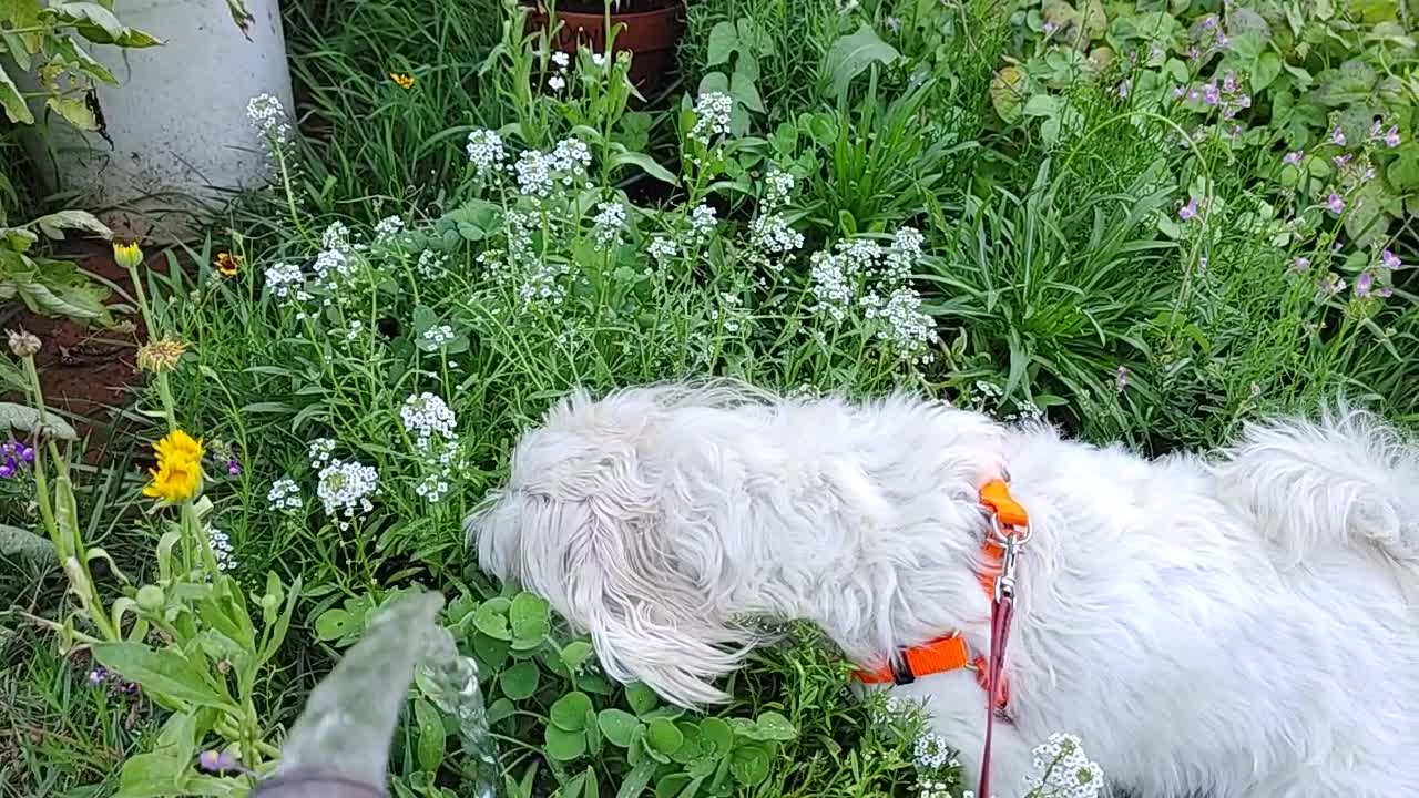 Rowdy Drinking from the Hose