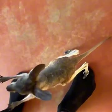 Rescueing and adopting orphaned Kangarooo