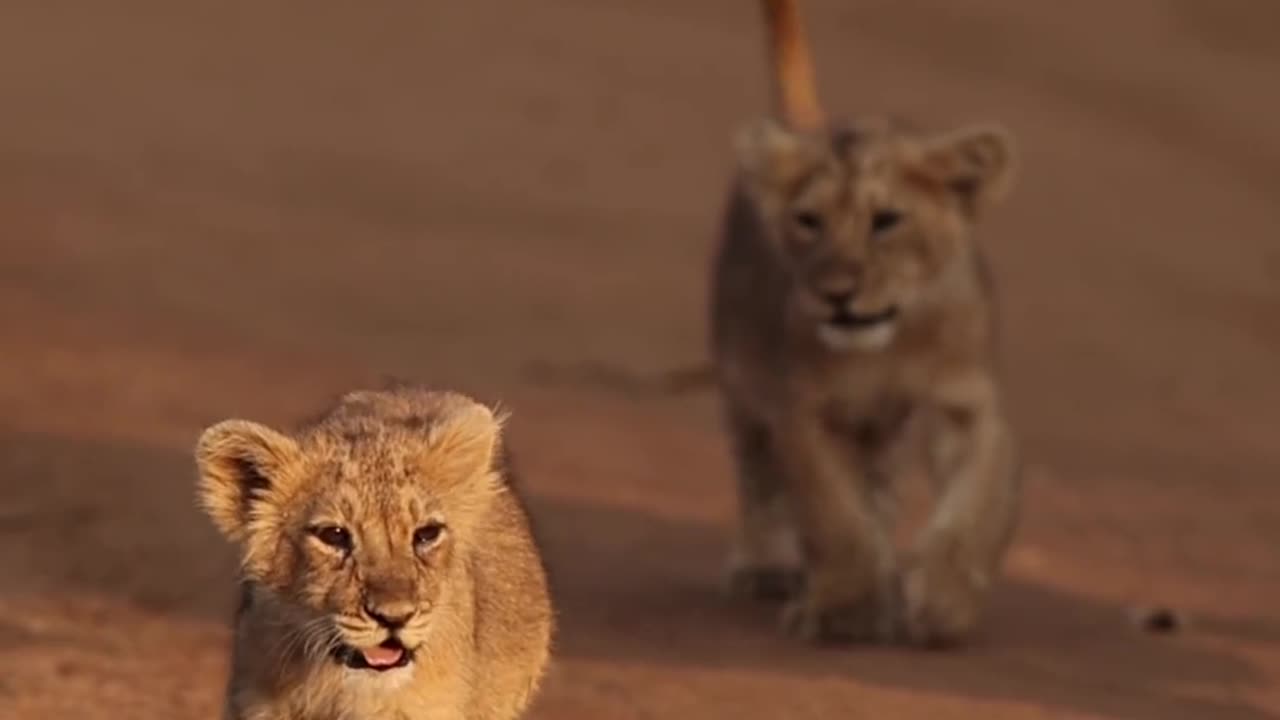 Baby lions