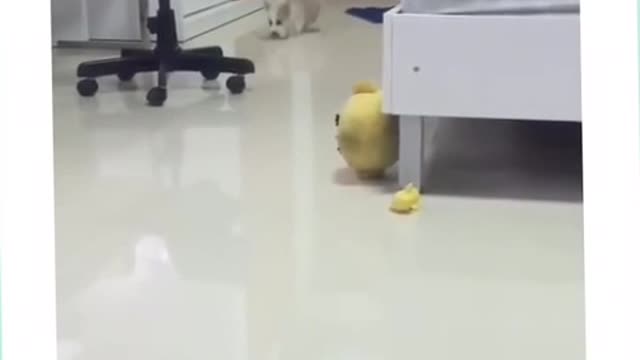 Baby dog 3