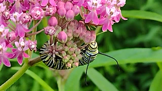 Monarch caterpillar avoids a predator wasp.
