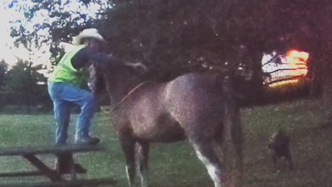 Teaching a horse to pick up his rider from a raised mounting platform - Session One