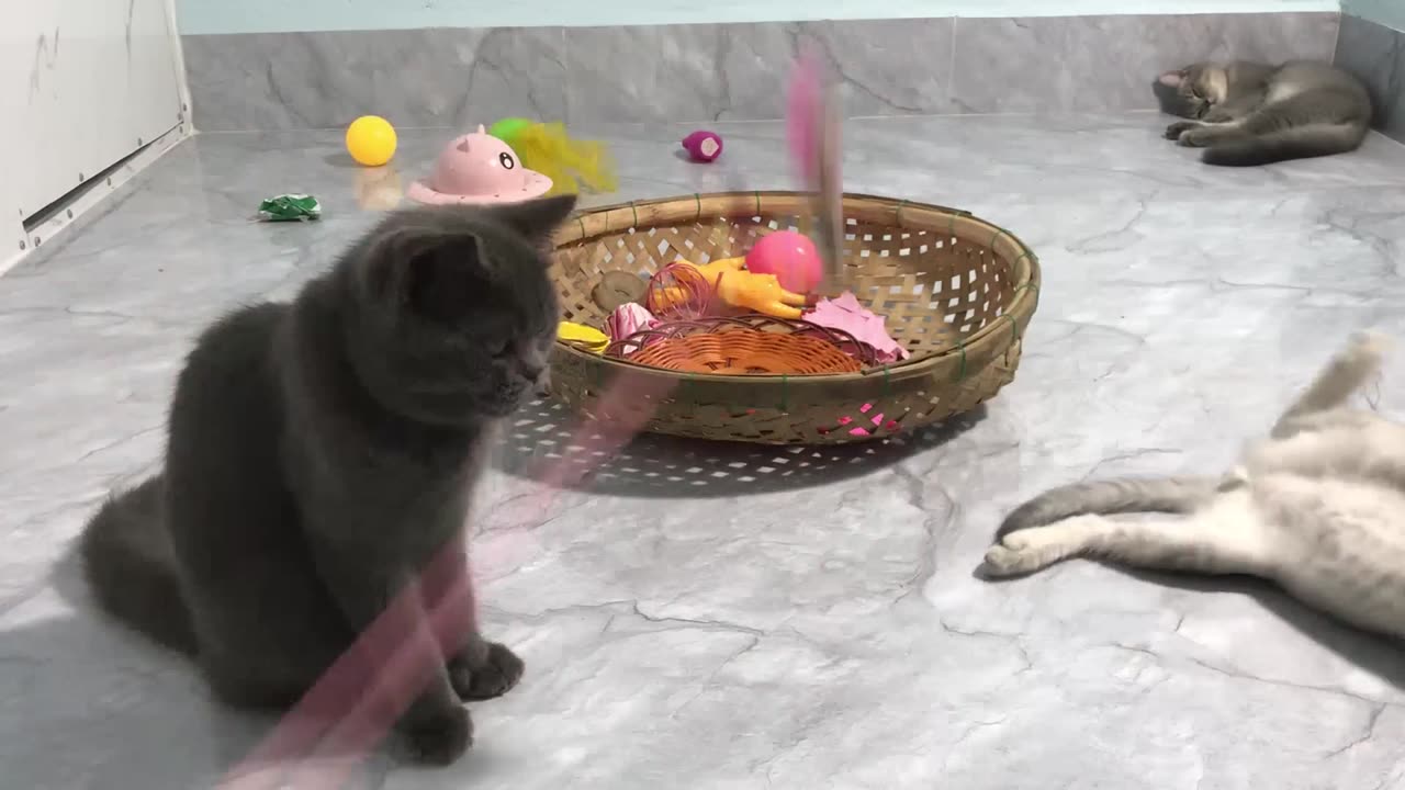 CLASSIC Dog and Cat Videos1 HOURS of FUNNY Clips