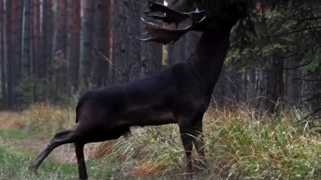 Rare black deer 🦌🦌🦌🦌🦌