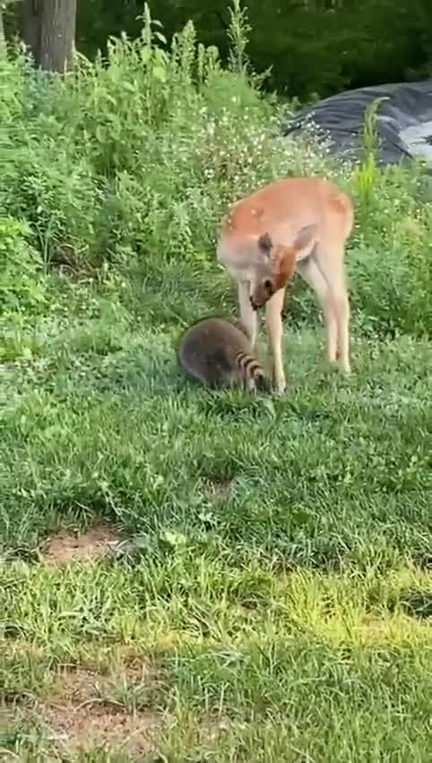 Deer and Racoon playing