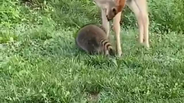 Deer and Racoon playing