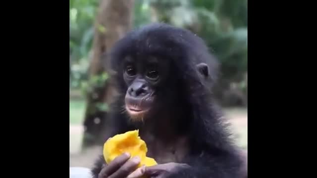 Monkey Funny Video.