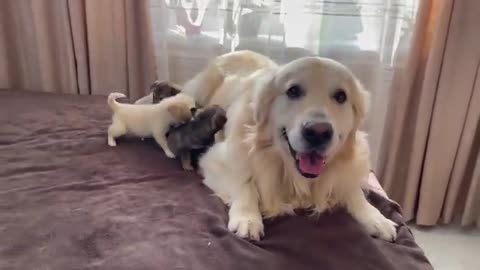 Puppies need the love of a Golden Retriever