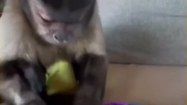 little monkey playing with his pop