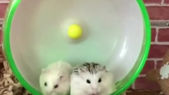 Both little hamsters want to play with this