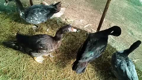 Young Muscovy boys