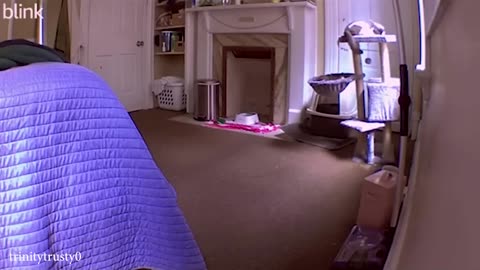 Funny Cats