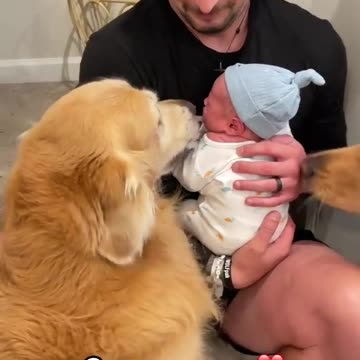 Animal sounds - Cow, Dog, Cat, Parrot, Goat - Familiar animals...........!!