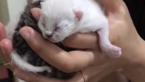 Newborn kitten so cute