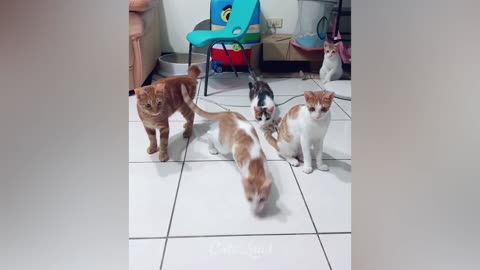 Funny Cat Videos