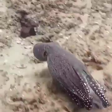 Shape-shifting octopus amazingly changes color