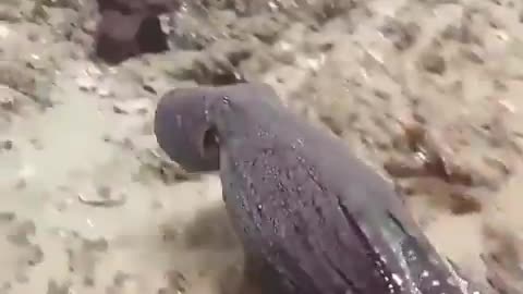 Shape-shifting octopus amazingly changes color 