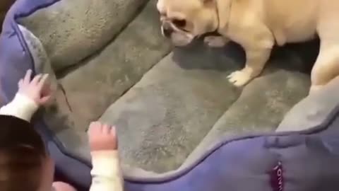 A dog playing with a child