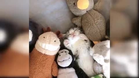 Cats cute video🐱🐈