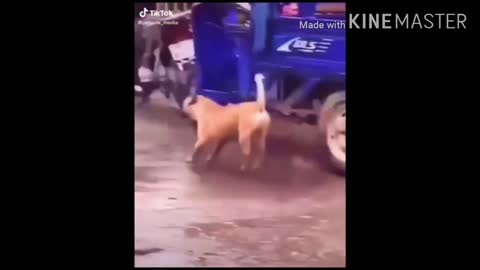 when dogs want to go dancing