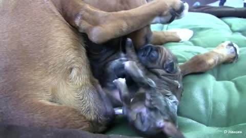 Boxer gives birth to 4 adorable puppies- Part 1