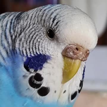 The lovebird is in a state of complete relaxation, amazing view