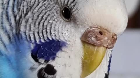 The lovebird is in a state of complete relaxation, amazing view